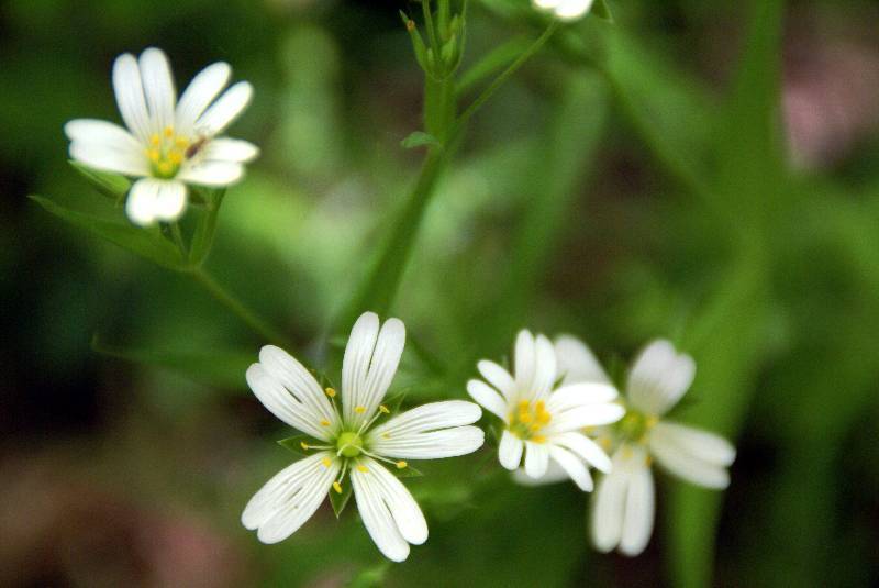 Unser Orchideenpark Bild Nr.036